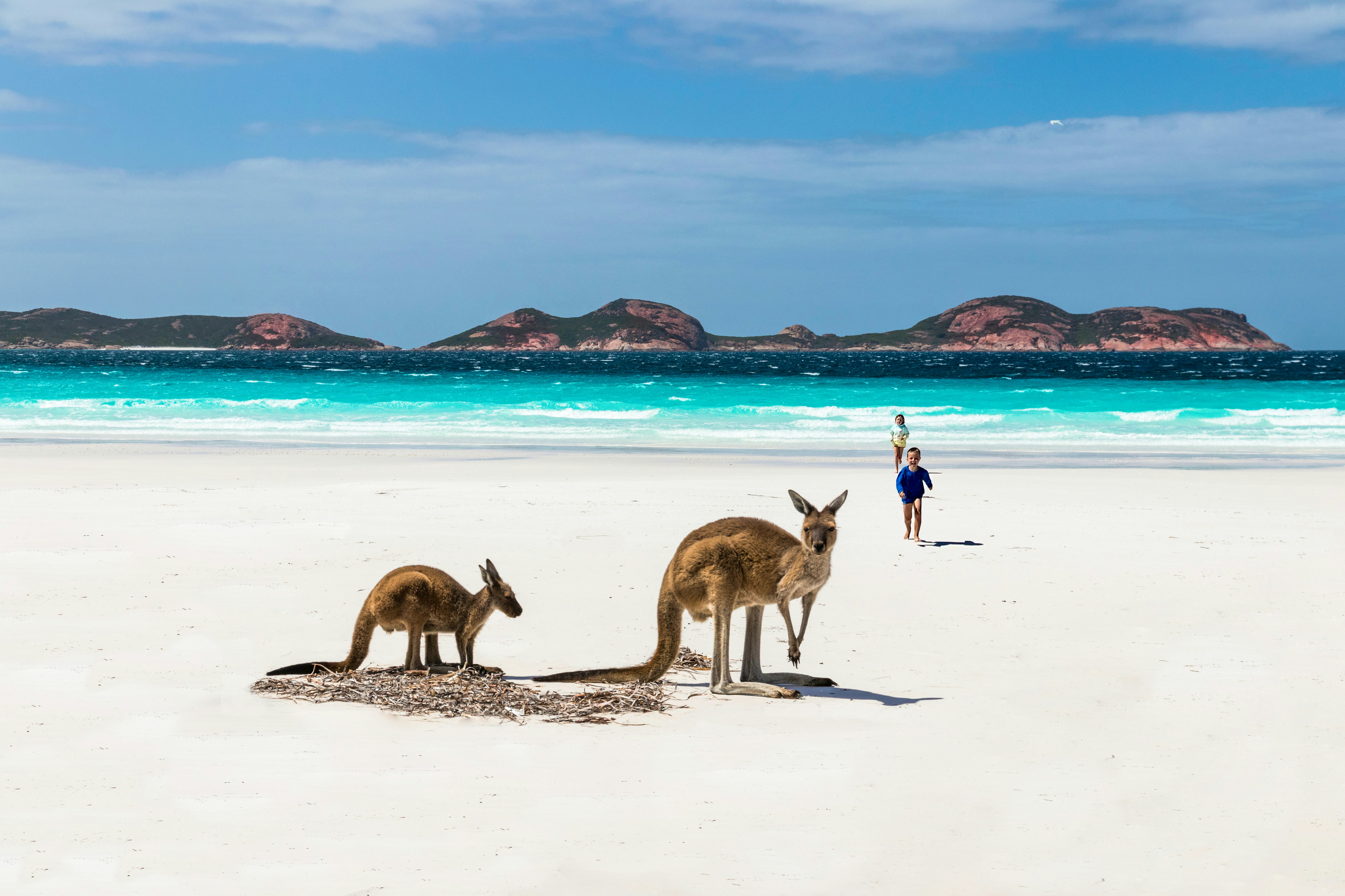 Beautiful Australian beach with kangaroos on white sand and turquoise water